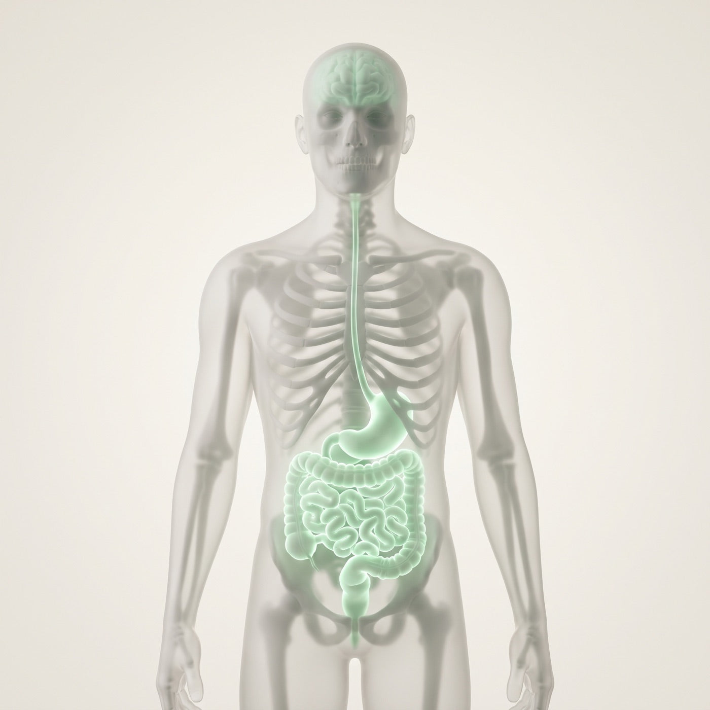 Translucent figure showing the gut lit up and a signal travelling to the brain