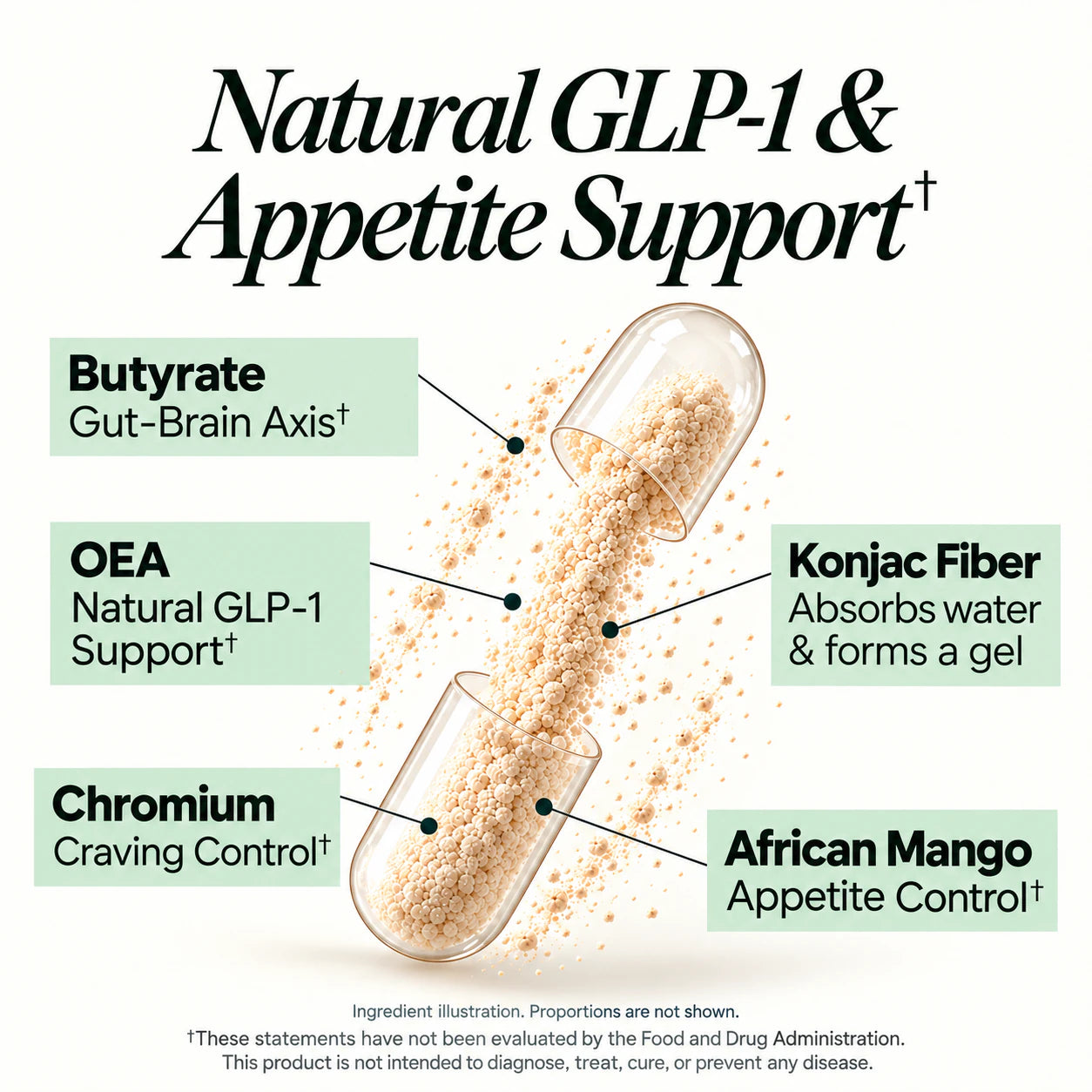 Natural GLP-1 and Appetite Support. Butyrate: Gut-Brain Axis. OEA: Natural GLP-1 Support. Chromium: Craving Control. Konjac Fiber: Absorbs water and forms a gel. African Mango: Appetite Control. Ingredient illustration; proportions are not shown.